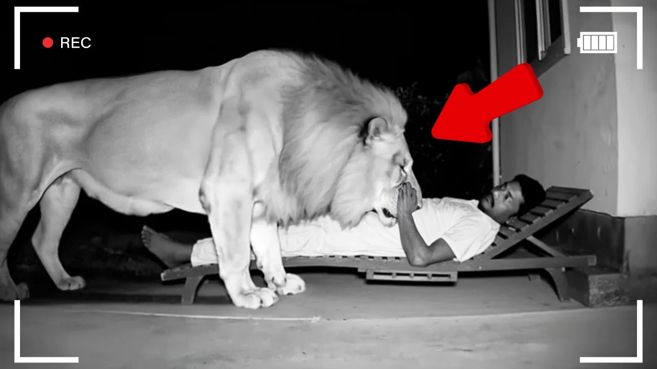 Dangerous Animals Turn Friendly that Caught On Camera
