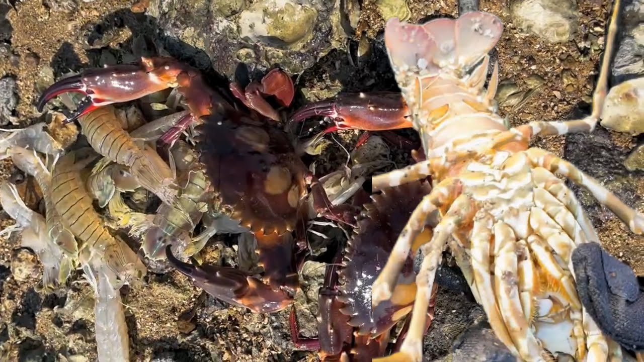 Catching octopus, lobster, crab, fish, and other seafood when the tide is low 20260207