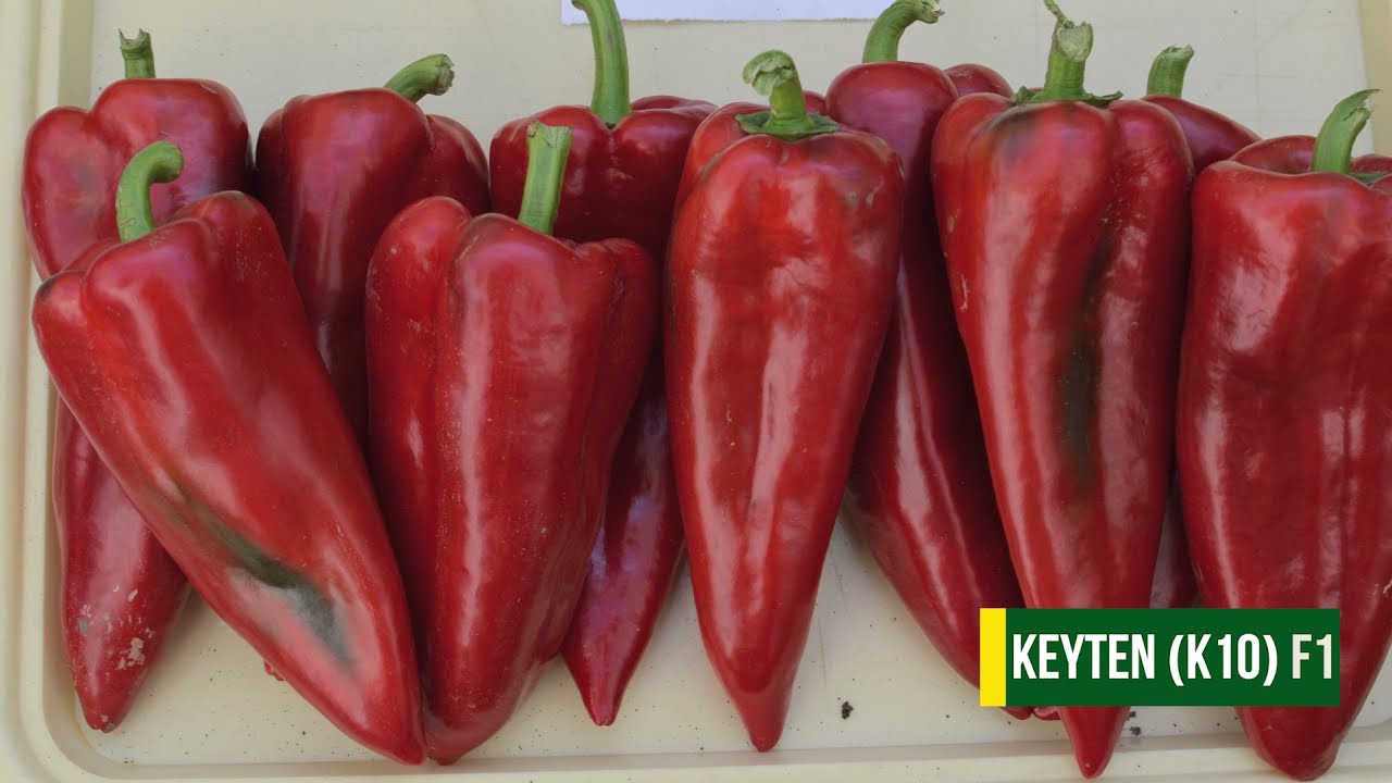 Ova Paprika ima DEBELO i UKUSNO MESO - Uvek se Traži Seme Više!