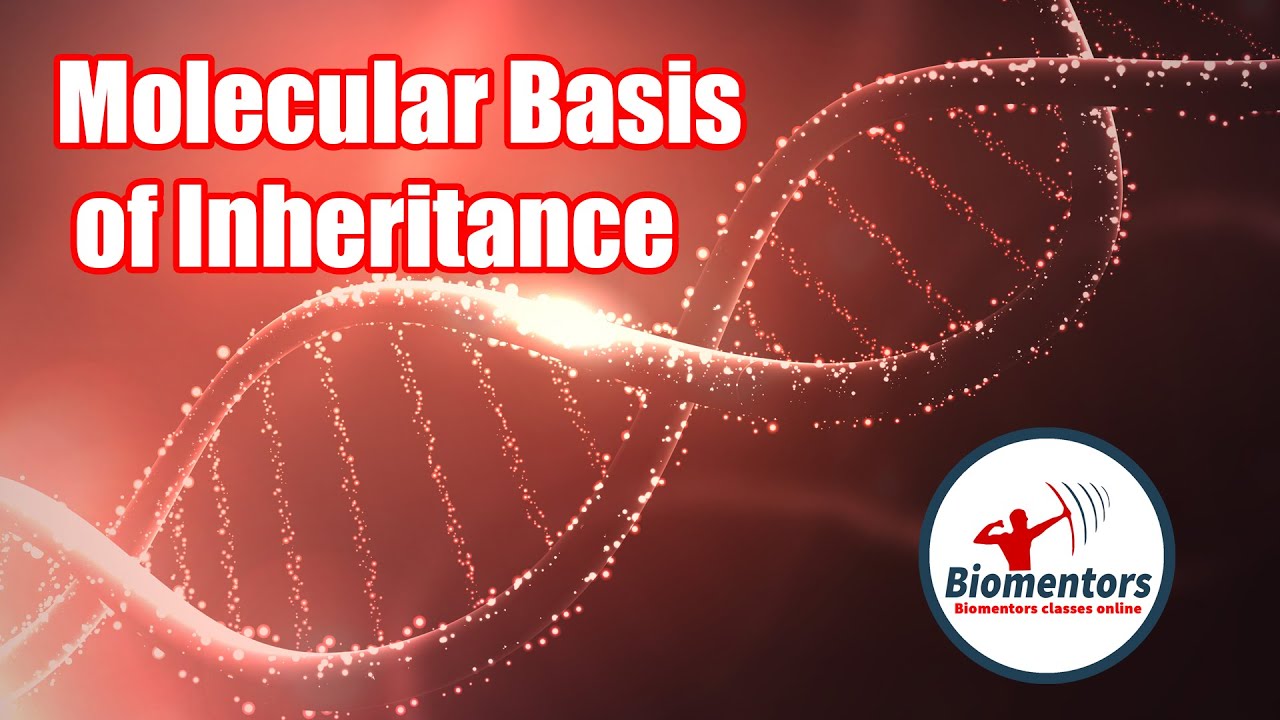 Molecular Basis of Inheritance l Lecture 4 l Biology l NEET