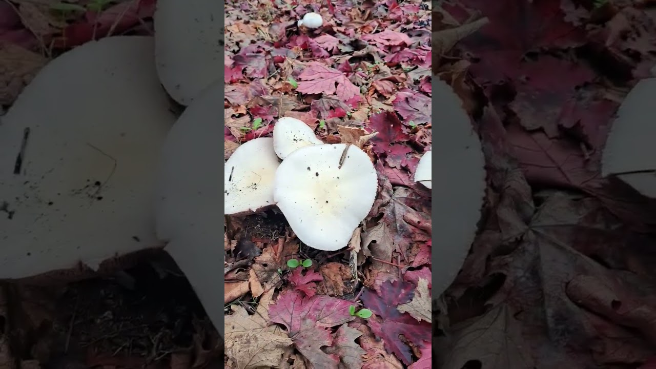 Agaricus macrosporus bajo parrones Mayo 2023 #fungi #setas #mushroom