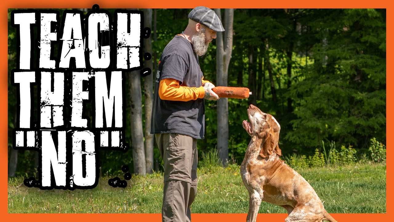 Dog Training vs. Behavior | How to Communicate with Your Dog