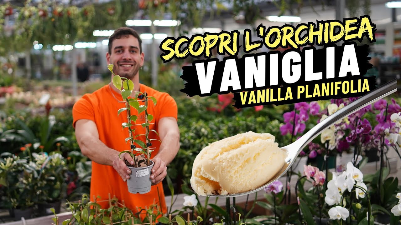 Come si Cura l'Orchidea Vaniglia o Vanilla Planifolia?