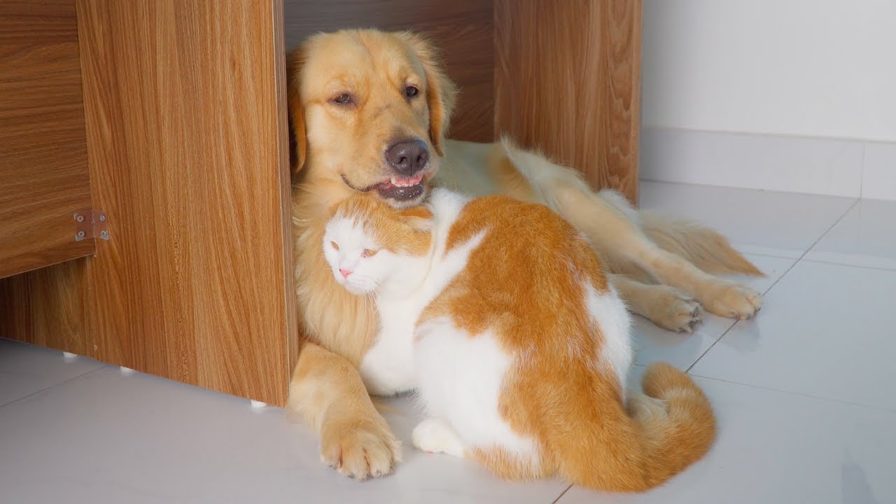 What Happens When Cats Think a Big Dog Is Their Parent