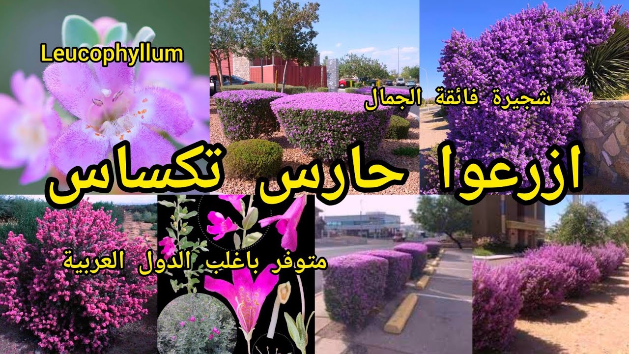 حارس تكساس المرامية الفضية Leucophyllum من اقوى الشجيرات المزهرة التي تتحمل ارتفاع وانخفاض الحرارة