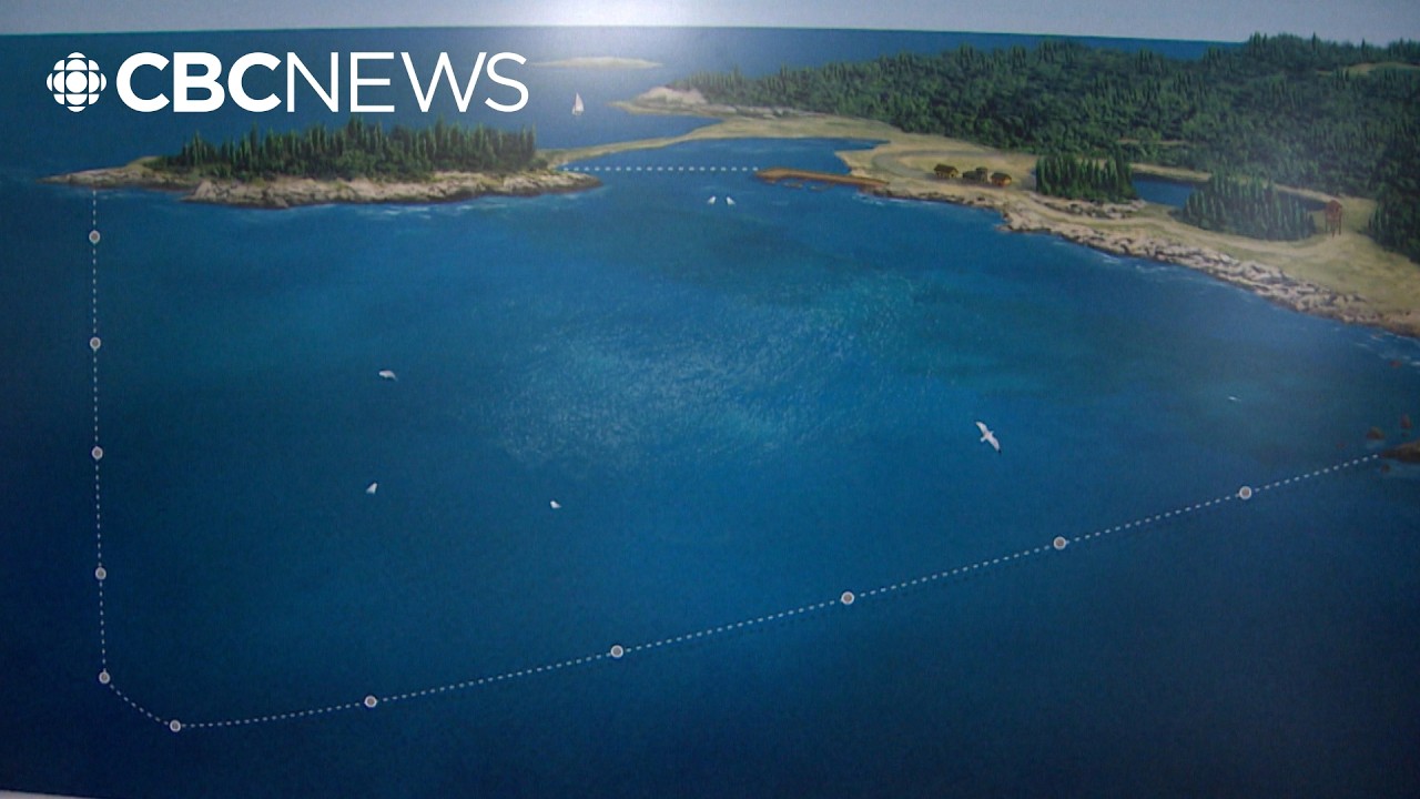 Neighbour explains why whale sanctuary is raising concerns