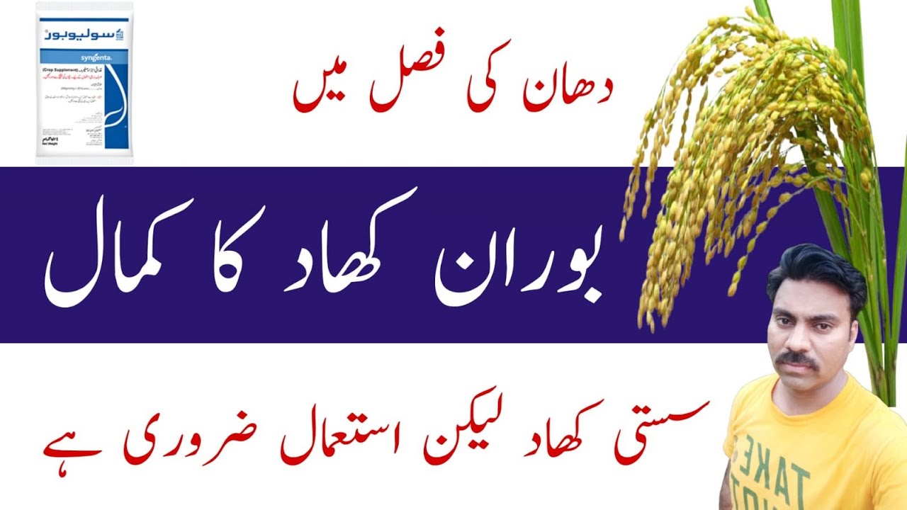 How to use boron fertilizer in paddy fields | Abid Ali Agrarian
