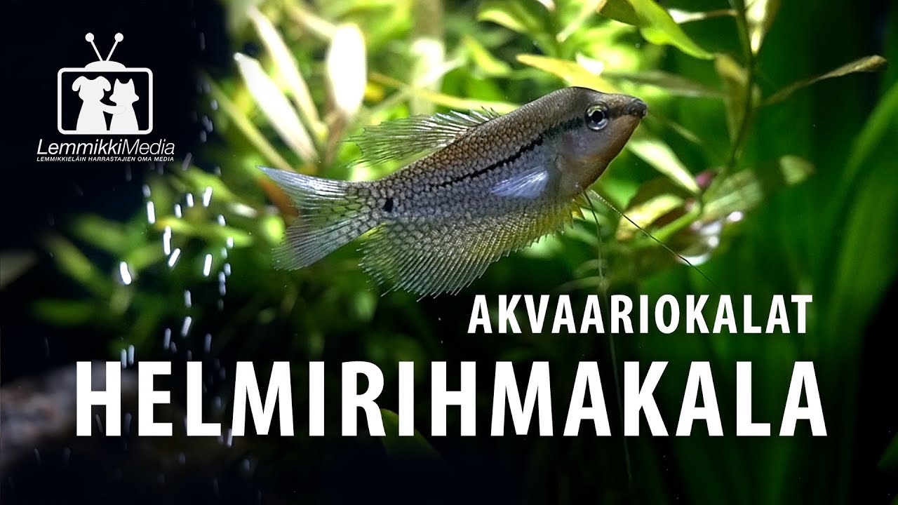 Akvaario: Helmirihmakala tekee kuplapesän