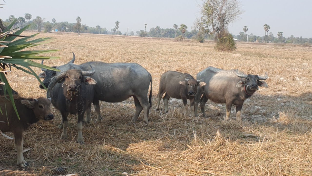 Many large buffaloes eat grass.🦬🐃