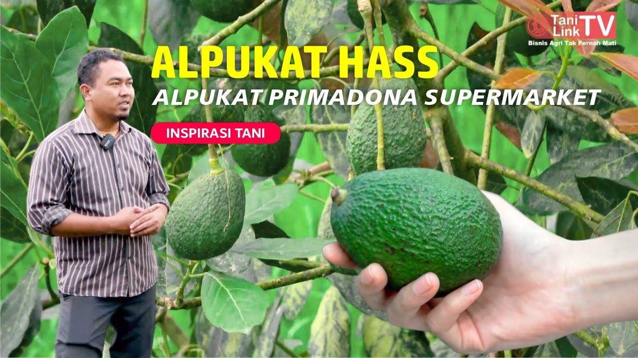 Budidaya Alpukat Hass yang Kian Memikat & Menguntungkan