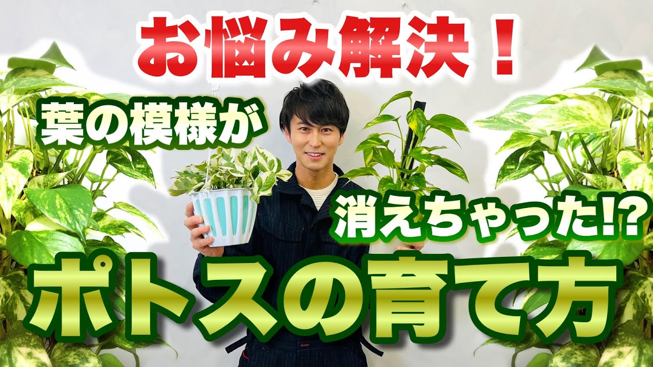 【ポトス】お悩み解決！元気いっぱい美しい葉を保つ方法教えます【観葉植物】