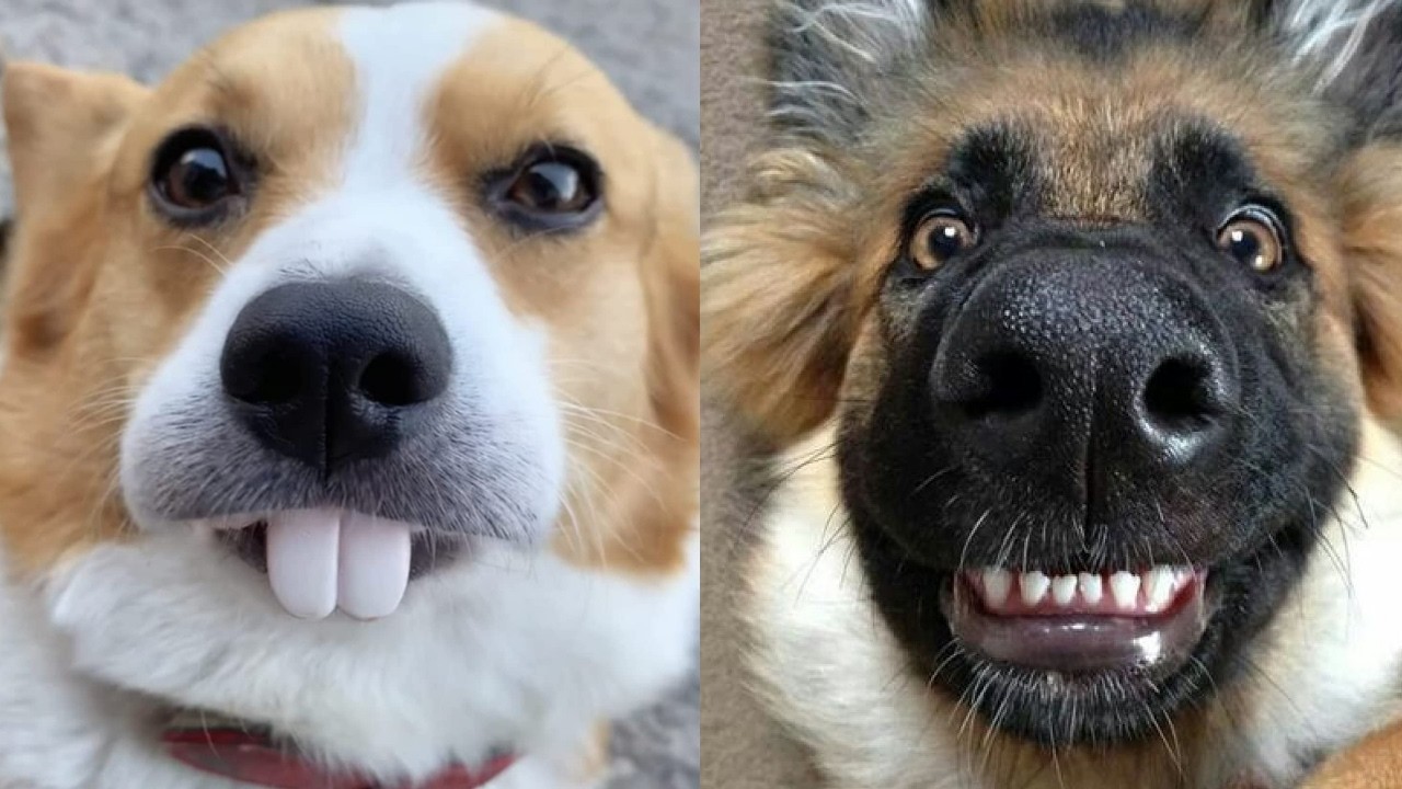 🥳🐕 30 минут уморительных собачьих неудач из TikTok, которые нельзя пропустить! 🥳🐕