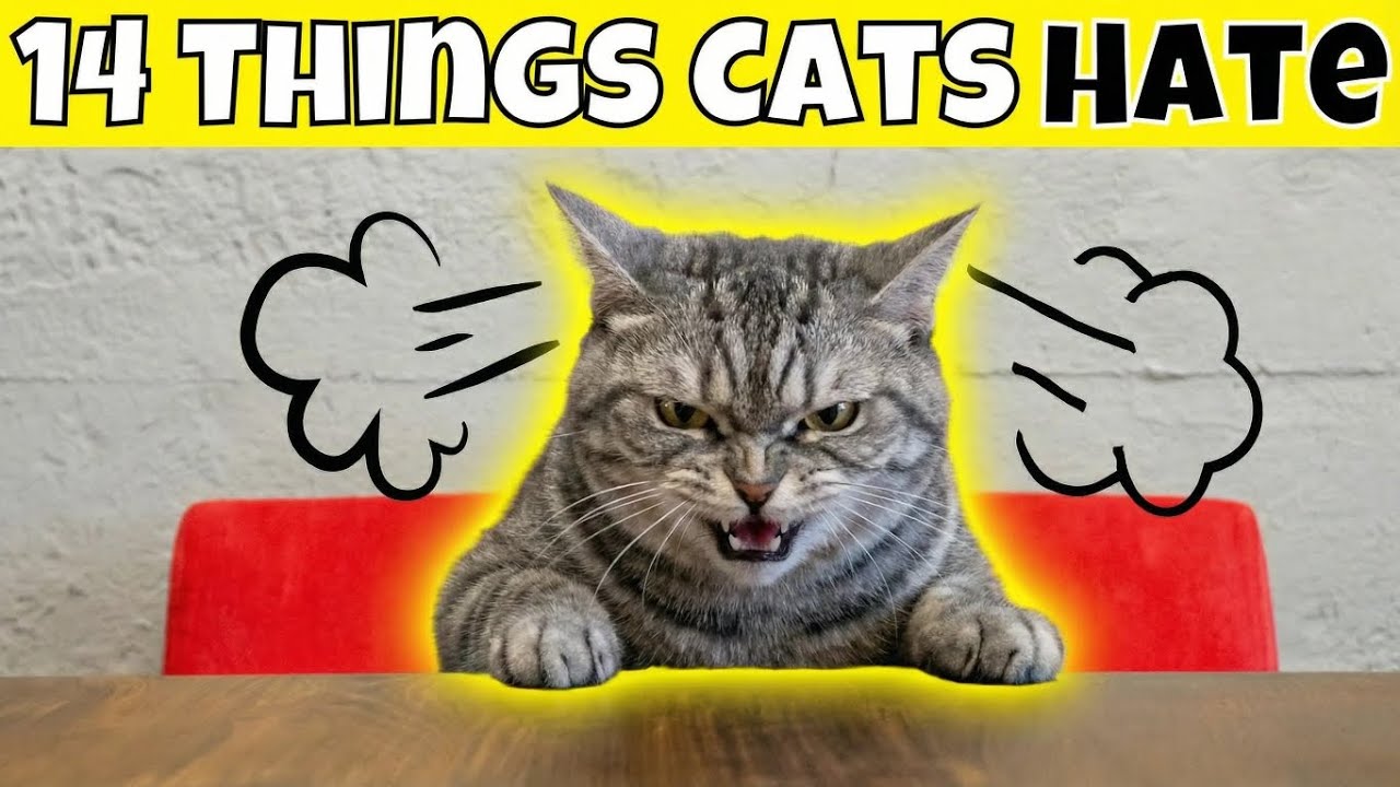 14 Things Cats HATE (#14 Might Surprise You) 