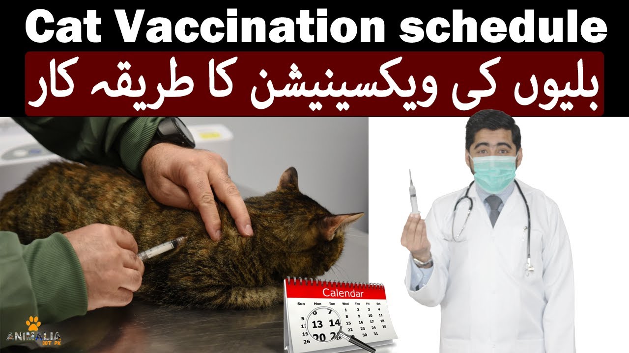 Kittens & Cats Vaccination Schedule / In Urdu / Core Vaccines, Non-Core Vaccines / Animalia Dot Pk