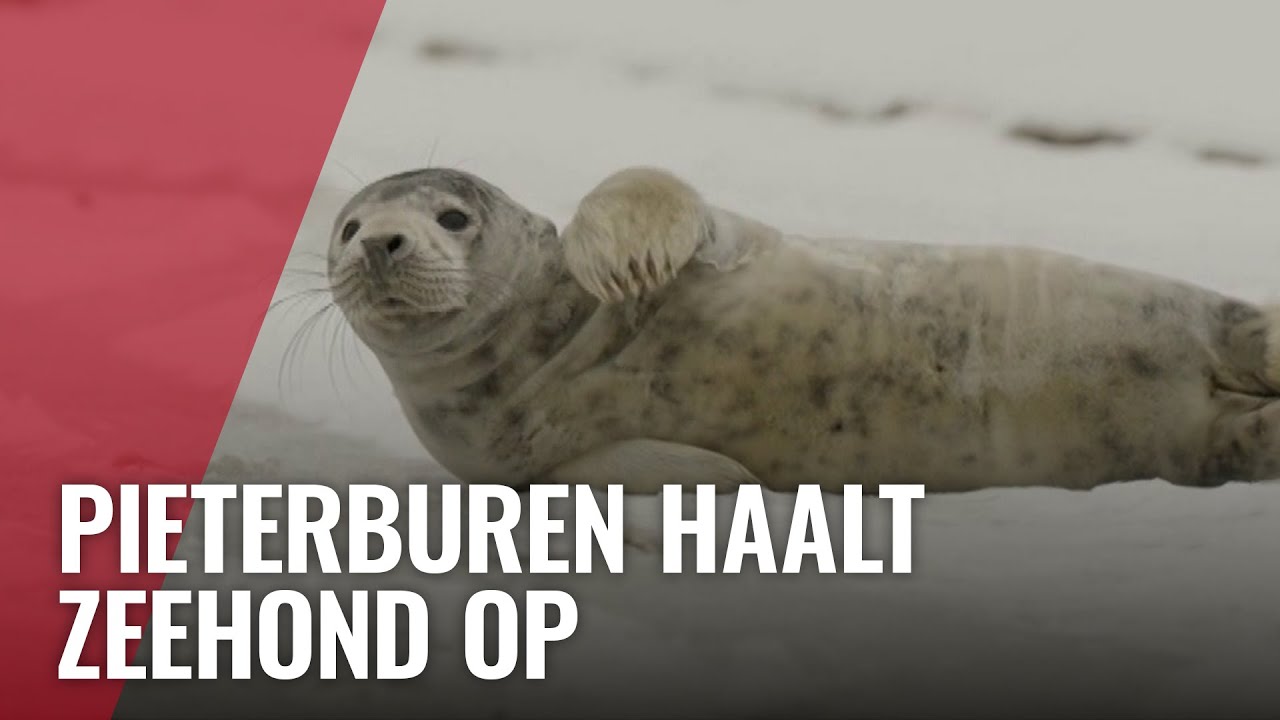 Jonge zeehond gespot in het Westelijk Havengebied