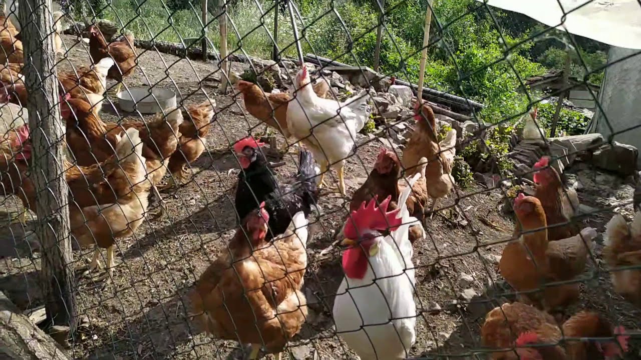 Pulcini collo nudo gialli e neri