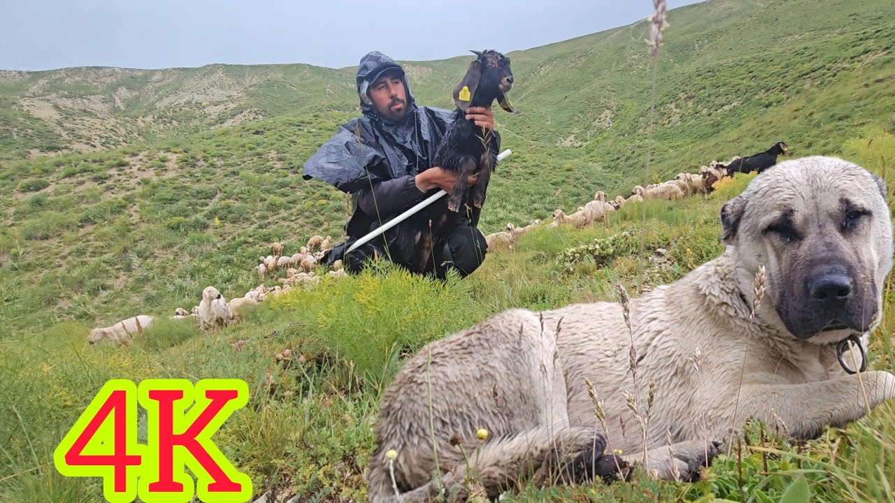 KURT TEPEDEN SÜRÜYÜ İZLEDİ ~BARUT KURDU FARKETTİ~DOLUYA YAKALANDIK