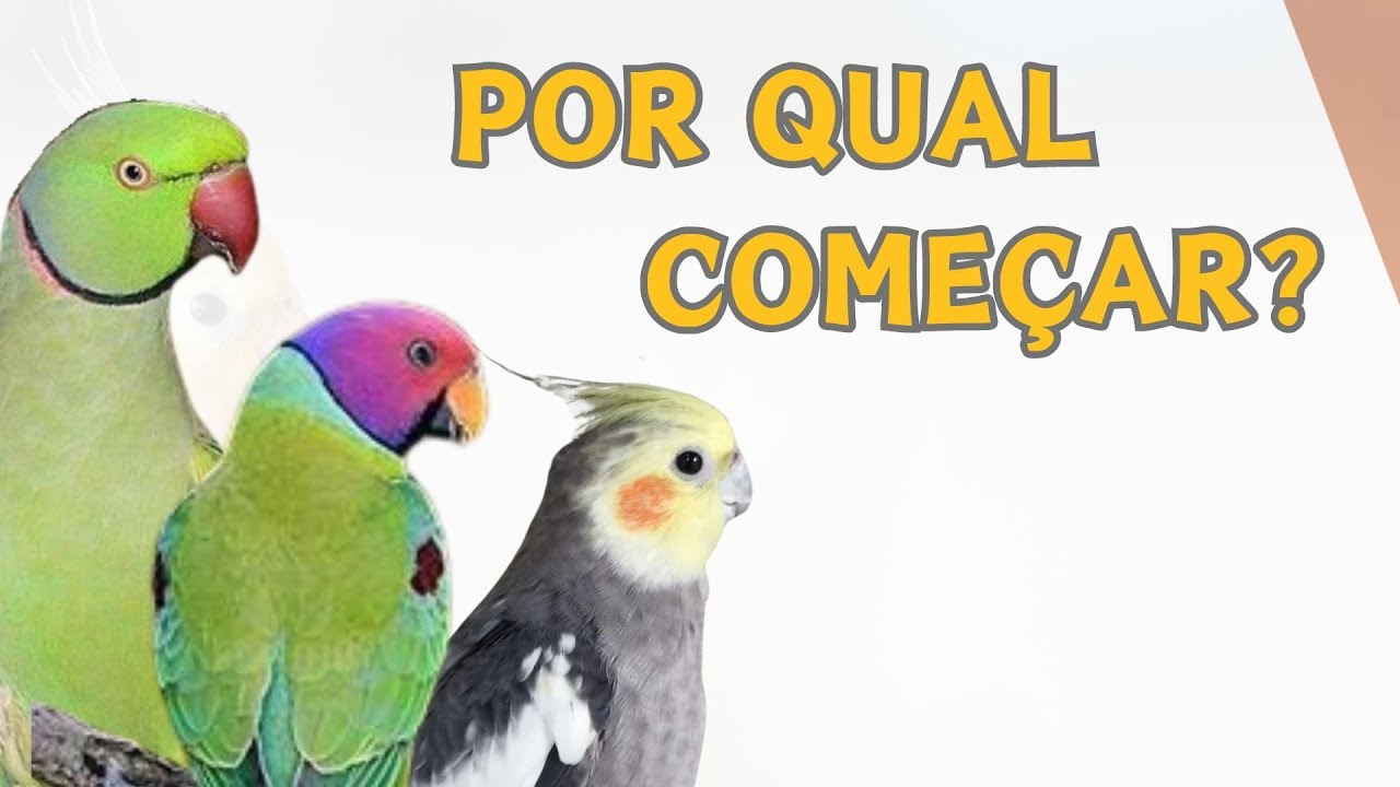 A MELHOR ESP&Eacute;CIE PARA INICIANTES #calopsitas #ringneckparrot #cabe&ccedil;adeameixa