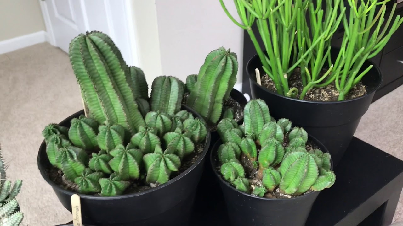 Tips For Care of Euphorbias And Update Of My Euphorbia Collection, February 2018