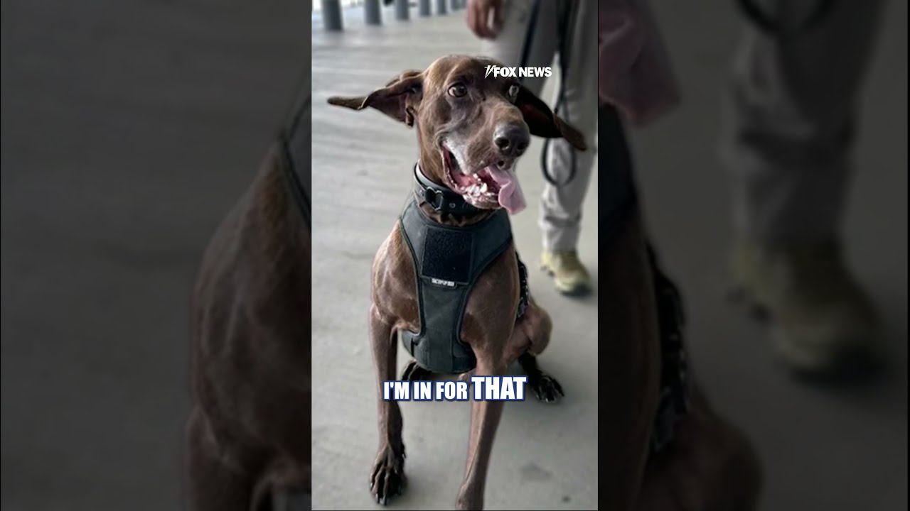 TSA's 'cutest K9' winner steals hearts #shorts