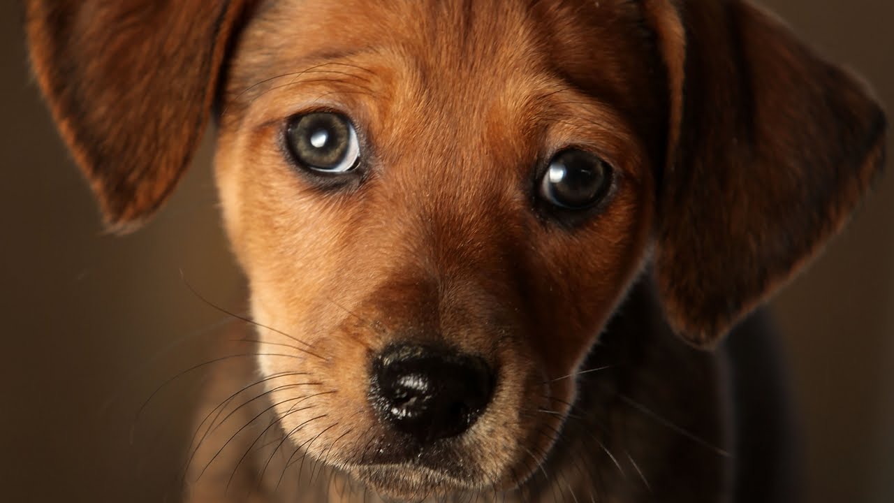 Some people might be using pets' antibiotics