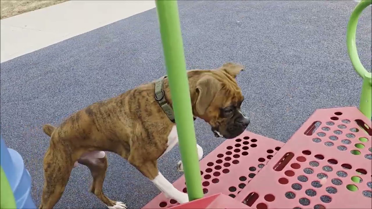 Fidelity K9 Boozer