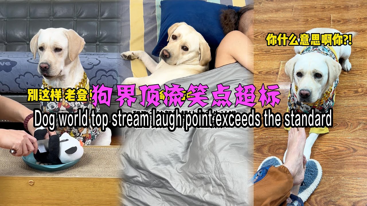 狗界顶流笑点超标The top dog world has a lot of laughs#搞笑汪驾到#萌寵#寵物#搞笑#拉布拉多 #doglover #Labrador #labrador #dog