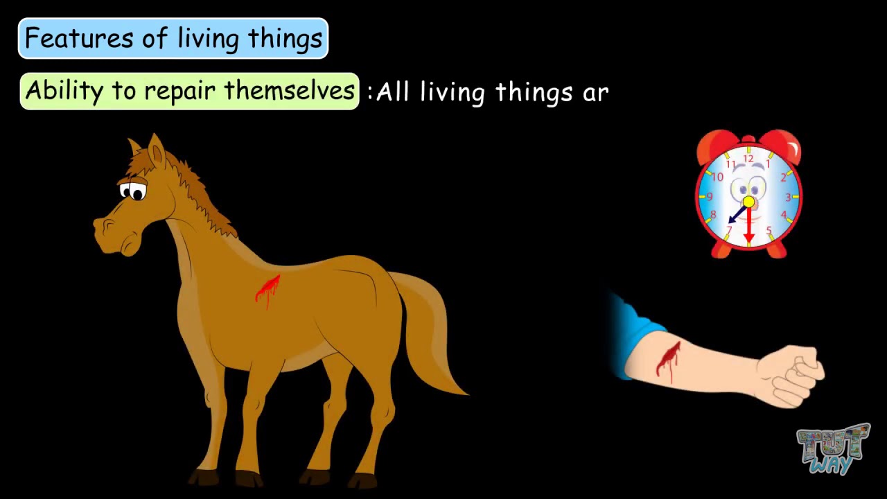 Characteristics of Living Things | Science | Grade-7,8| Tutway |