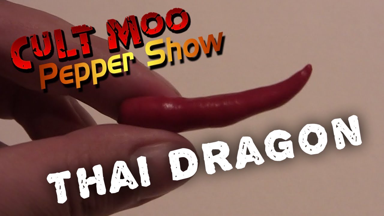 Pepper Show ep5 - Thai Dragon