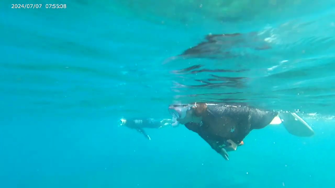 八丈島底土　ウミガメスイム