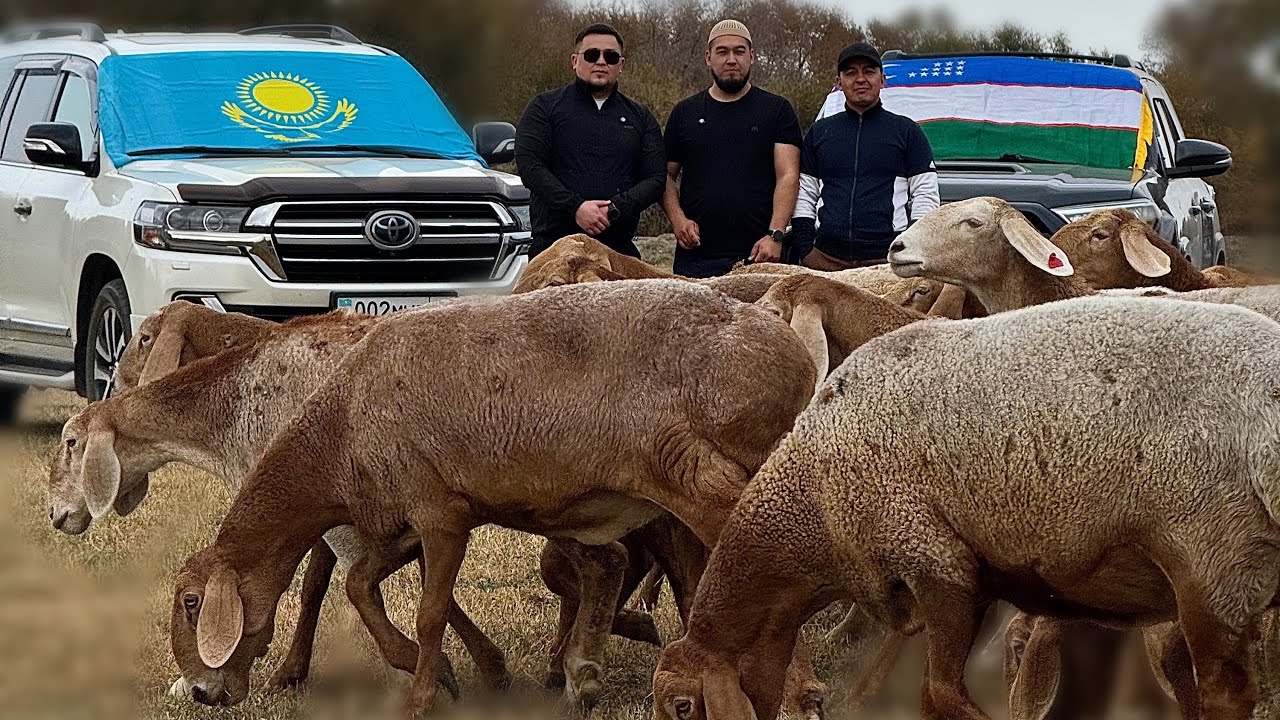 #Мурат акани чорваси +77770080891 #Байсары #2025 🇺🇿🤝🇰🇿🔥🔥🔥🔥🔥