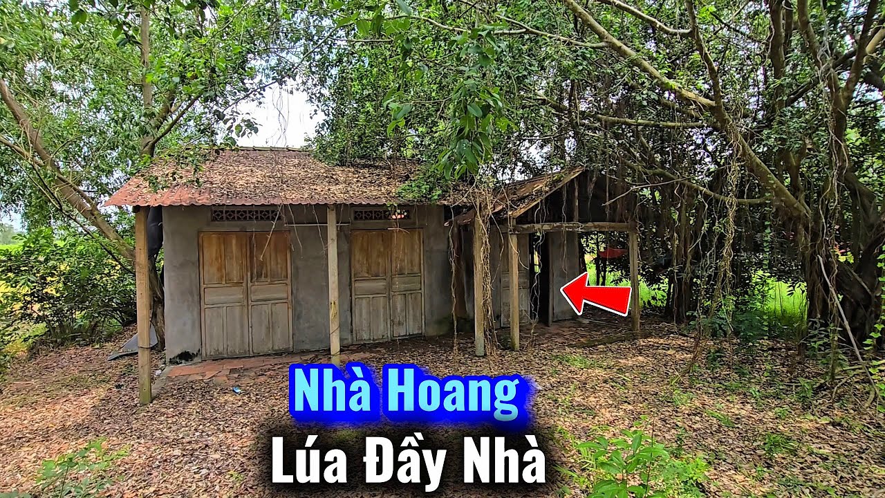 Bắt ngờ Ngôi nhà hoang có lúa chất đầy nhà