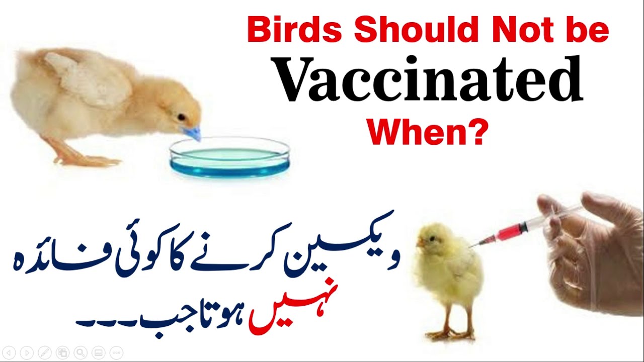 When do you not  to vaccinate the chicken? | Vaccination in Poultry