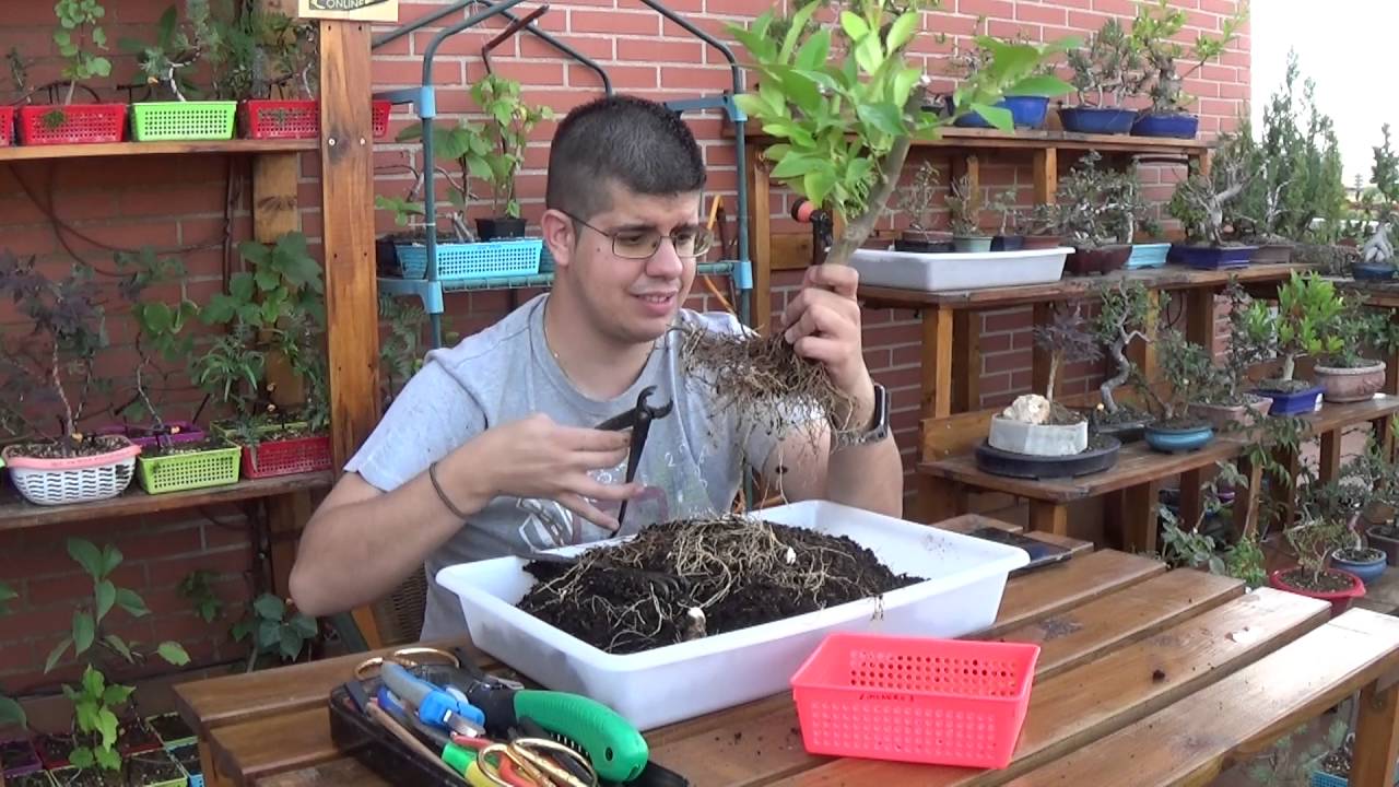 Limonero - Trasplante de base del acodado (27/09/2016)