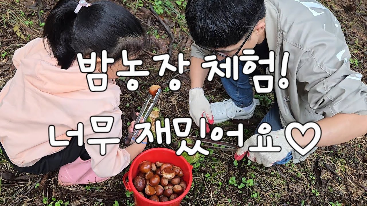 토실토실 밤풍년! 밤농장 체험 브이로그🍁