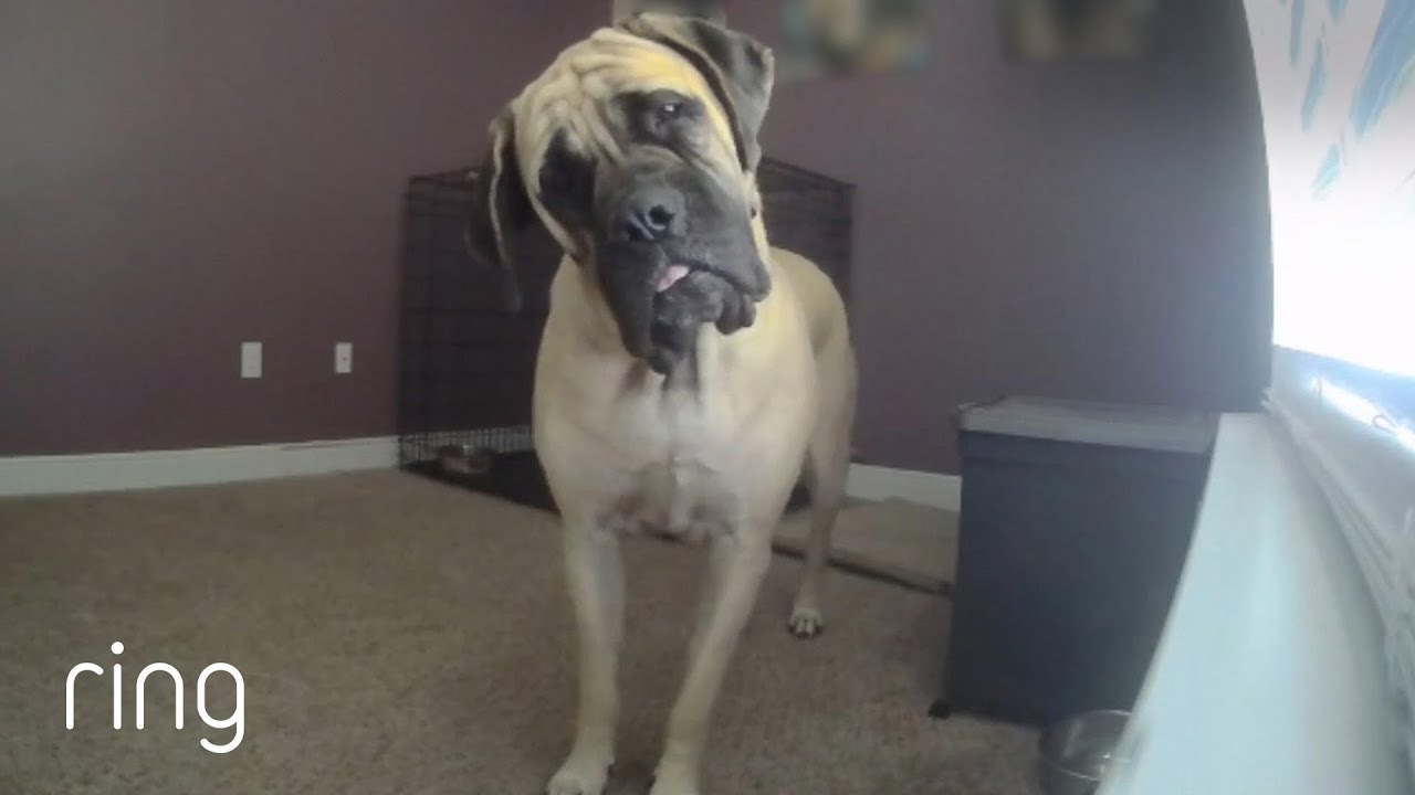 Party Dogs Ruff House & Big Dog Gets Love From Her Owners Via Ring Indoor Cam | Neighborhood Stories