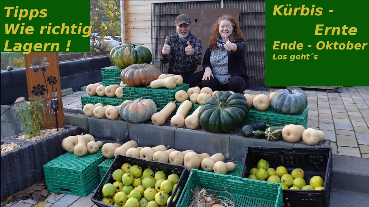 Kürbisernte 2025: Ein Herbst-Highlight im Garten! 🎃🍂
