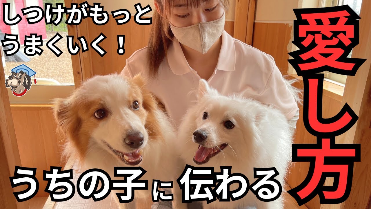 しつけの入りがぐんぐん変わる！犬に愛が伝わる愛し方って？【しほ先生の犬のしつけチャンネル】
