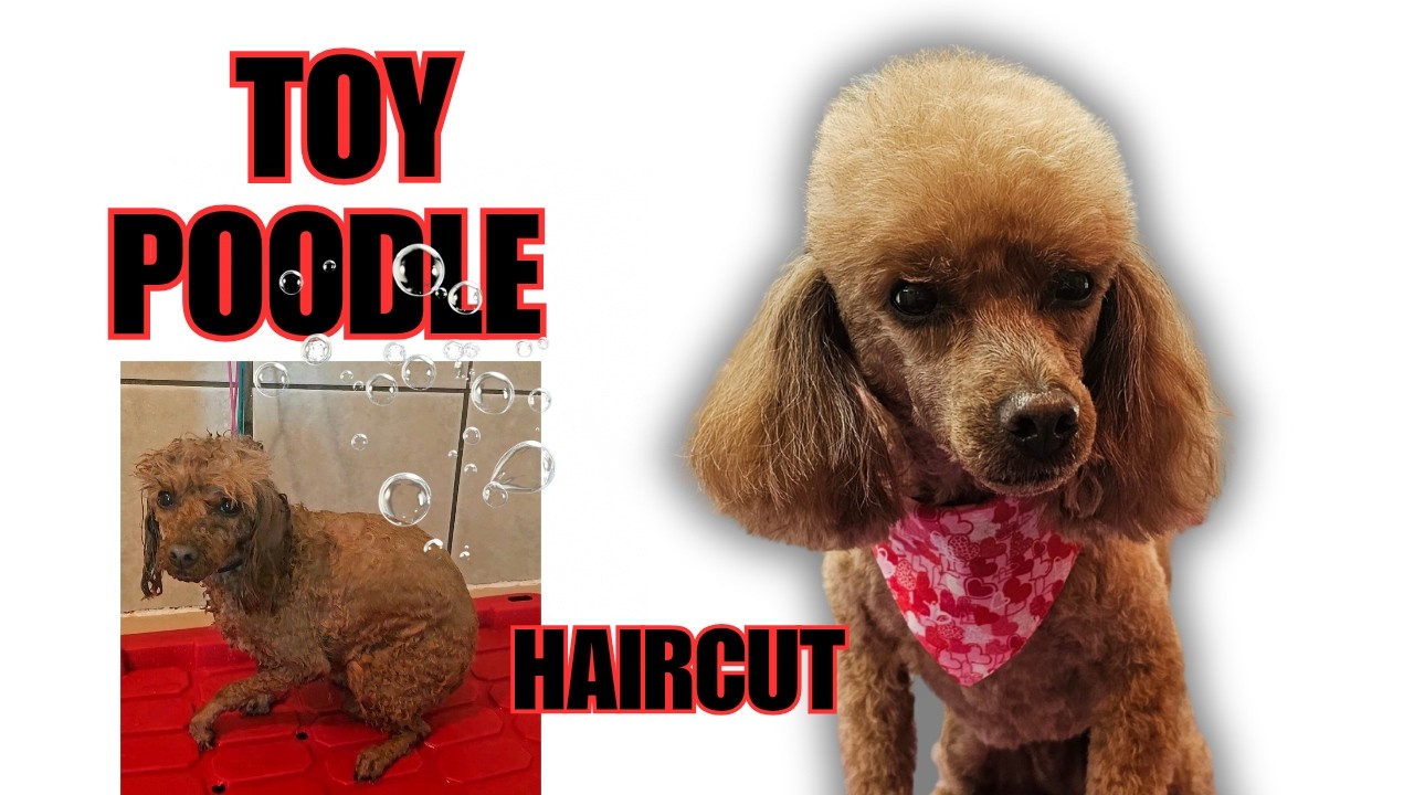 Toy Poodle goes to the groomers, CUTE