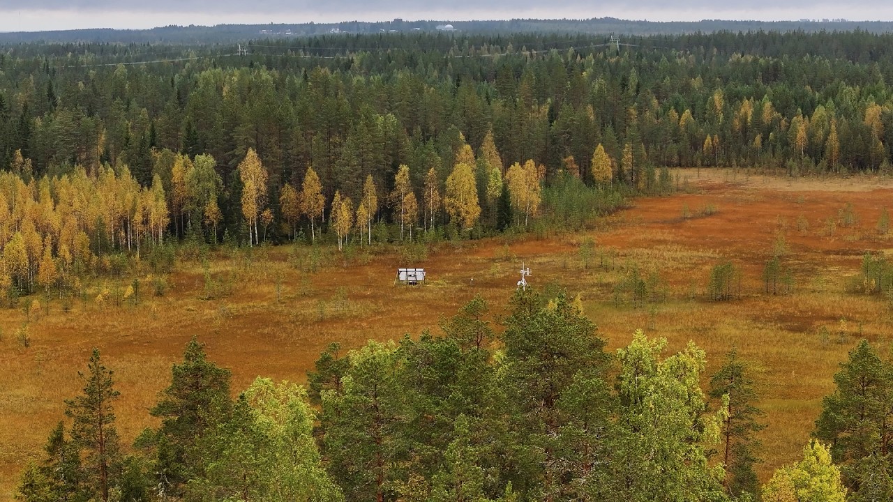 Turpeen kerrostama ekosysteemi: Ylpässuo Suomessa
