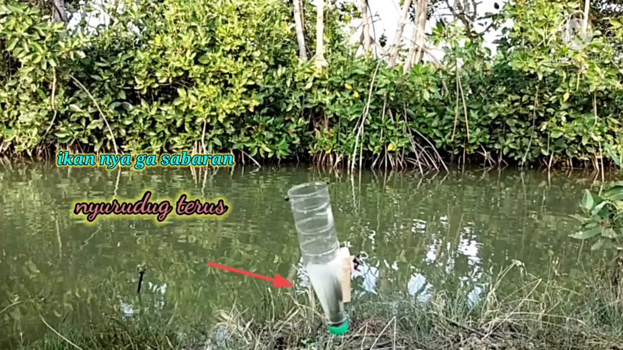 mancing belanak pake boto larutan||awas jangan lengah ikannya sensitif