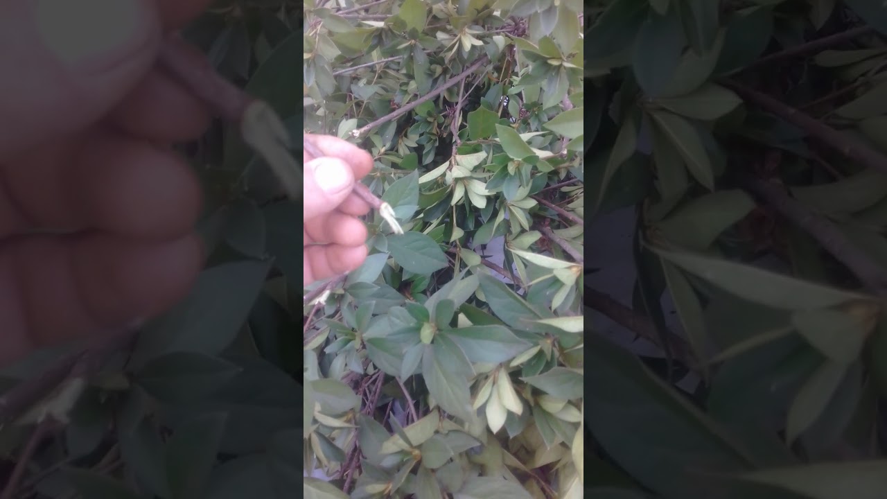 Experiência  com estacas de azaléia parte 1.