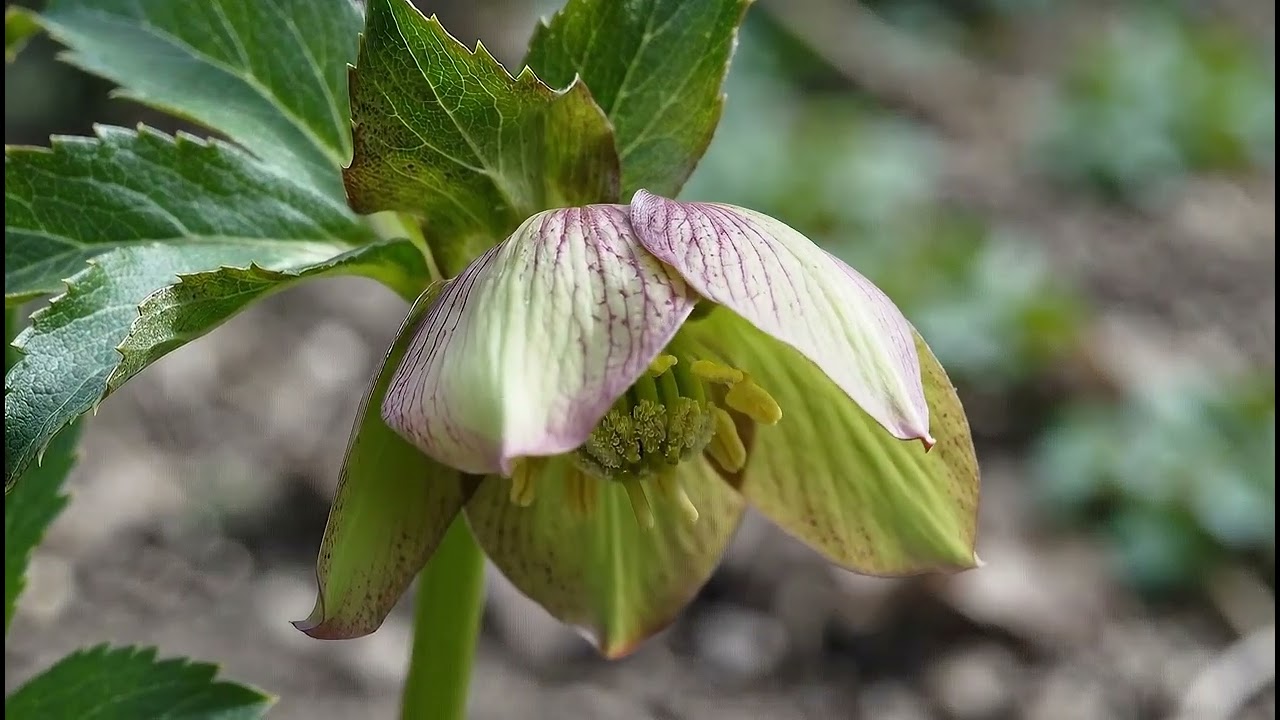 Hellebore Bud Opening Time-Lapse | Lenten Rose Bloom in Seconds