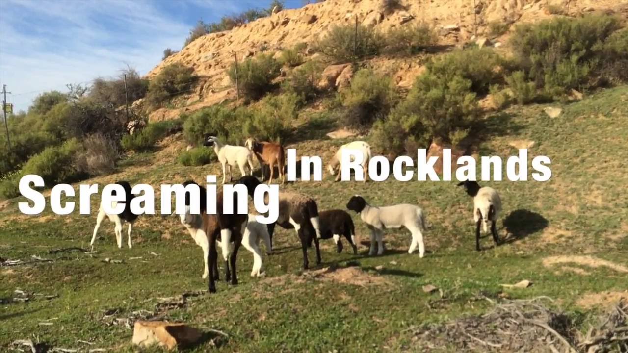 Screaming in Rocklands - 2016