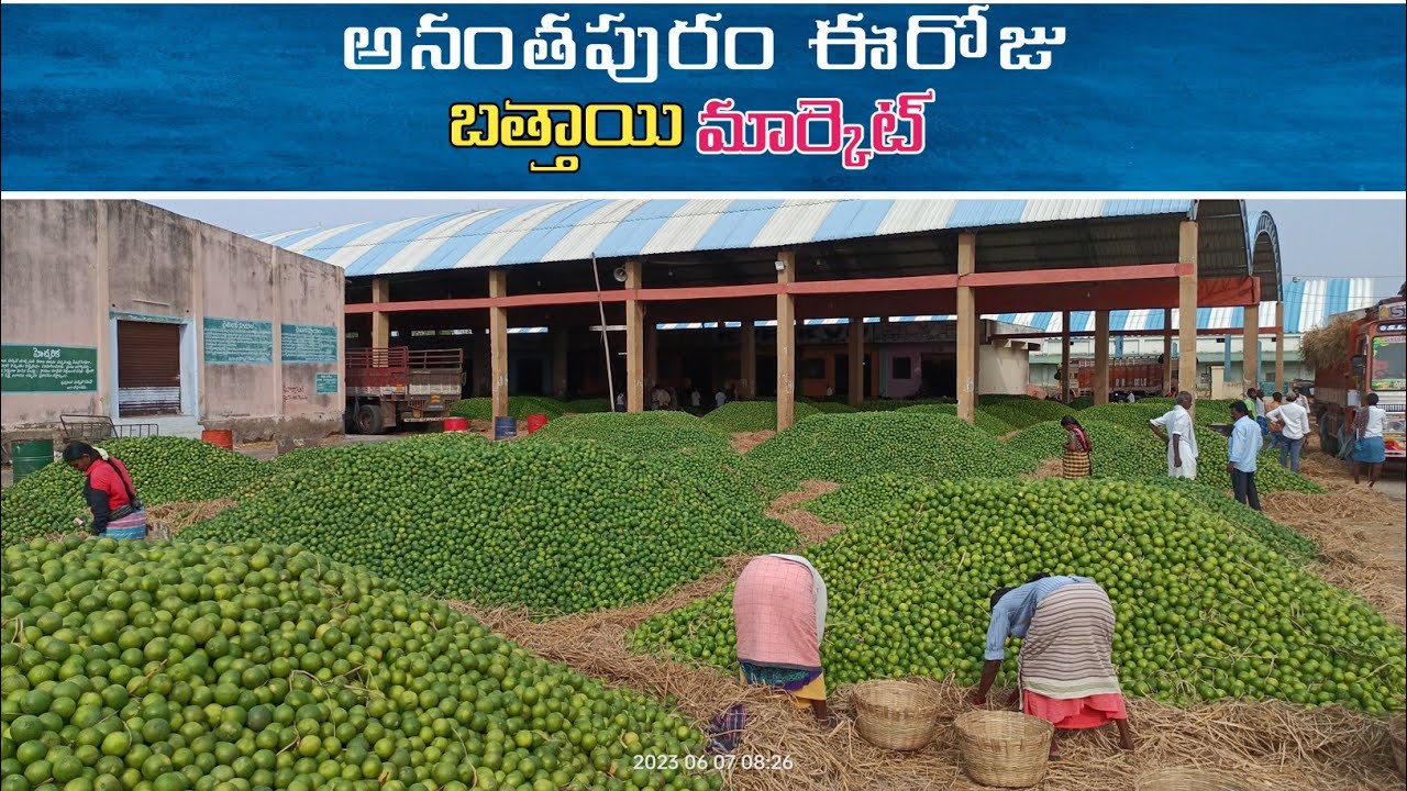అనంతపురం బత్తాయి మార్కెట్ ఈరోజు #anantapuram #sweet #anantapurambattai central fun ap