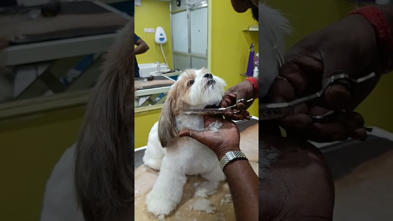 Leo the shih Tzu boy hair cutting ✂️ at paws station kolkata #dog grooming