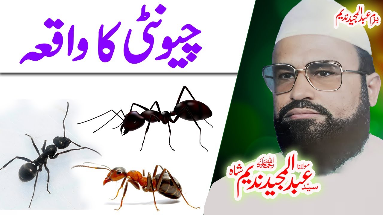 #syedabdulmajeednadeemحضرت سلیمان ؑ اور چیونٹی کا واقعہ#suleman #chunti #ai #aivideo