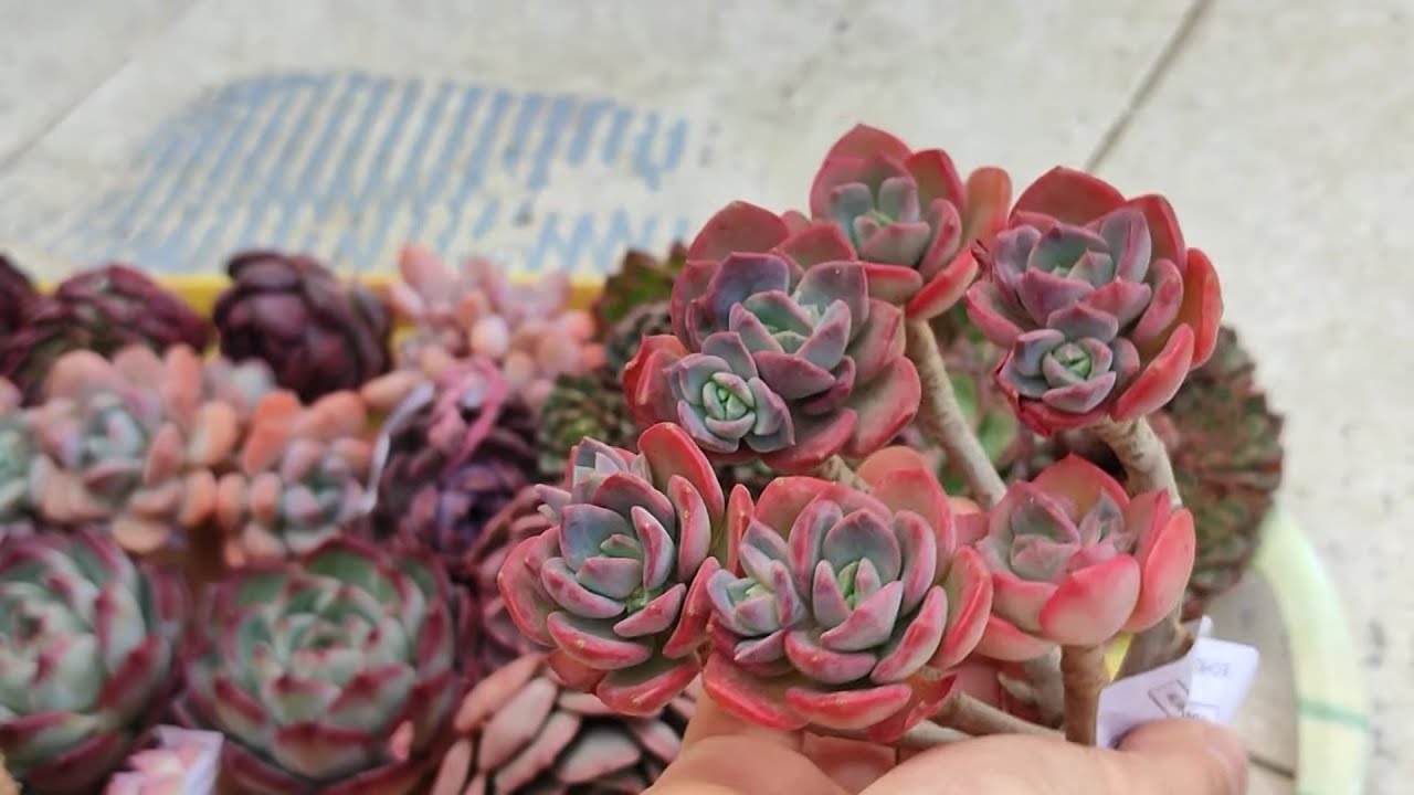 Yeni gelen güzellerim kargo açılımı🌿🌺#succulent #aboneol #youtube #benionecikar 