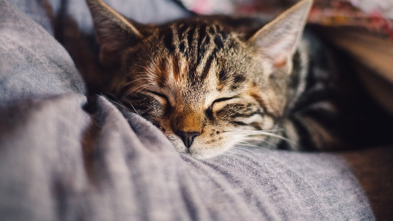 Успокаивающая музыка для восстановления | Soothing music for recovery