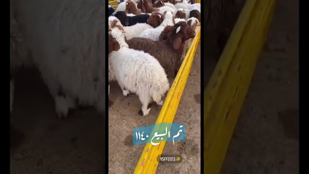 تغطية ونقل مباشرلحراج الغنم سوق حفرالباطن الاربعاء 1443/8/19 الموافق 2022/3/23